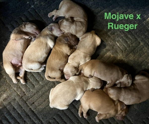 Medium Photo #9 Golden Retriever Puppy For Sale in WEST MIDDLESEX, PA, USA