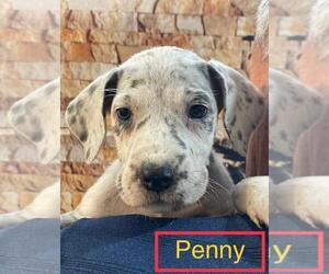 Great Dane Puppy for sale in SELLERSBURG, IN, USA