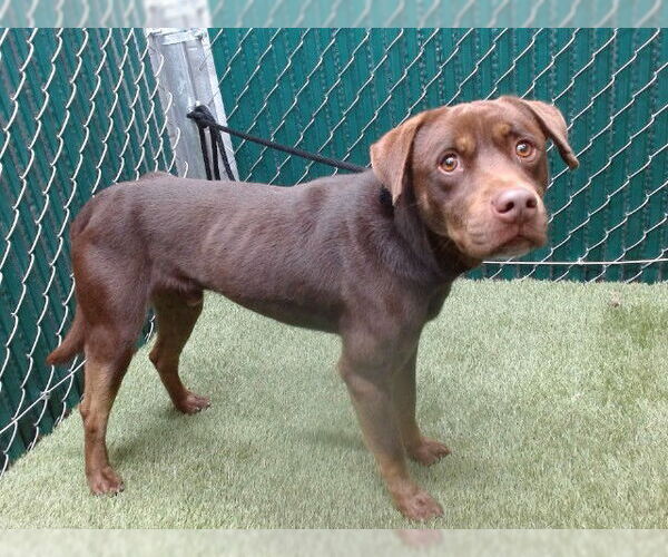 Medium Photo #1 American Pit Bull Terrier Puppy For Sale in Downey, CA, USA