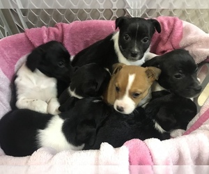 Beagle-Border Collie Mix Puppy for sale in CHESTERFIELD, MI, USA
