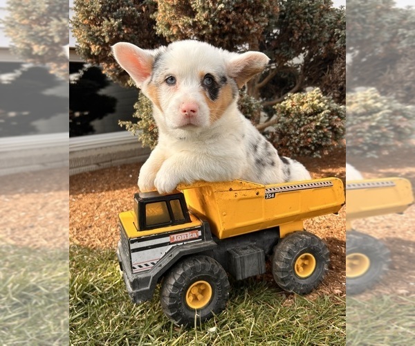Medium Photo #1 Pembroke Welsh Corgi Puppy For Sale in MIDDLEBURY, IN, USA