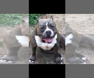 Father of the American Bully puppies born on 07/18/2023