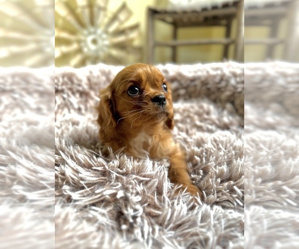 Medium Photo #1 Cavalier King Charles Spaniel Puppy For Sale in ORLANDO, FL, USA