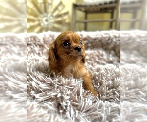 Cavalier King Charles Spaniel Puppy for sale in ORLANDO, FL, USA