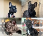 Image preview for Ad Listing. Nickname: frenchie pups