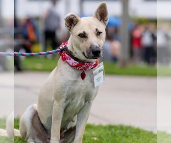 Medium Photo #6 Mutt Puppy For Sale in San Diego, CA, USA