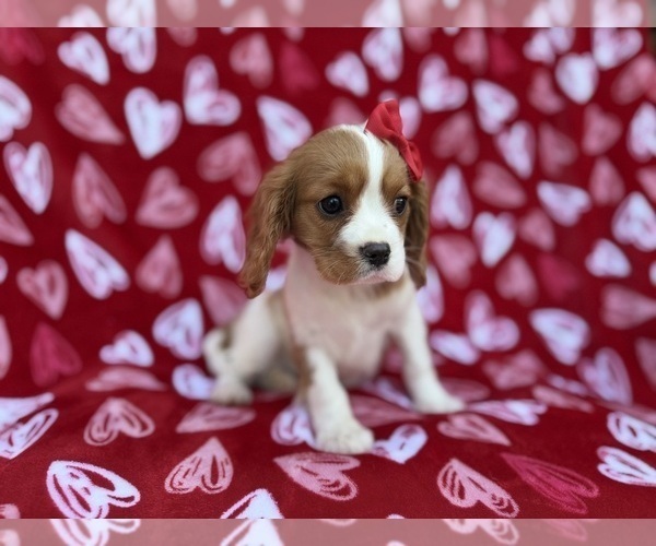 Medium Photo #7 Cavalier King Charles Spaniel Puppy For Sale in LAKELAND, FL, USA