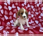Small #6 Cavalier King Charles Spaniel