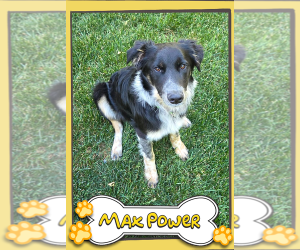 Medium Photo #6 Border Collie-Unknown Mix Puppy For Sale in Sandy, UT, USA