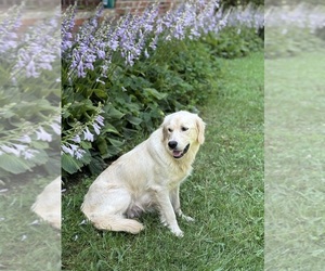 Mother of the English Cream Golden Retriever puppies born on 03/12/2026