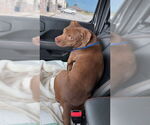 Small #10 American Pit Bull Terrier Mix