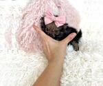Small #11 Maltese