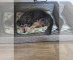 Small #2 Dachshund