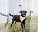 Small #2 Labrador Retriever Mix