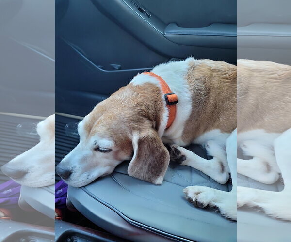 Medium Photo #11 Beagle Puppy For Sale in Dunnellon, FL, USA