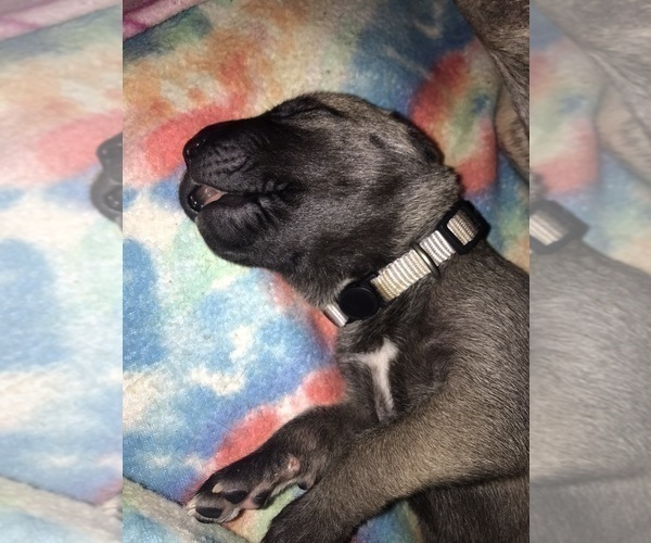 Medium Photo #2 Great Dane Puppy For Sale in DONOVAN, IL, USA