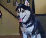 Small Photo #1 Shiba Inu-Siberian Husky Mix Puppy For Sale in BOWLING GREEN, OH, USA