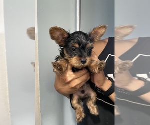 Yorkshire Terrier Puppy for sale in WARRINGTON, PA, USA