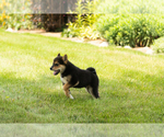 Small #5 Shiba Inu