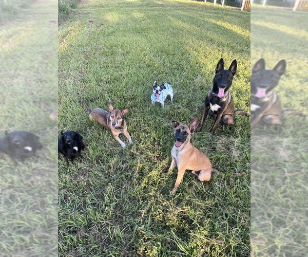 Medium Photo #4 Chihuahua-Unknown Mix Puppy For Sale in Imlay City, MI, USA