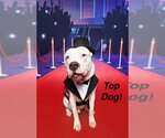 Small #1 Bullypit