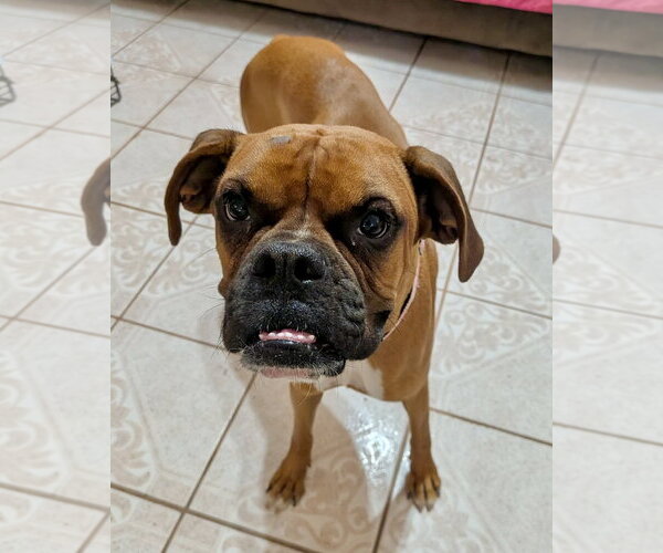 Medium Photo #2 Boxer Puppy For Sale in Dumont, NJ, USA