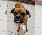 Small #1 Boxer