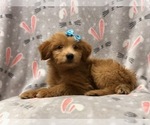 Small Photo #10 Aussiedoodle Puppy For Sale in LAKELAND, FL, USA