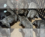 Small Photo #22 Cane Corso Puppy For Sale in JACKSON, GA, USA
