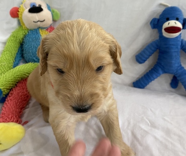 Medium Photo #1 Goldendoodle Puppy For Sale in TARPON SPRINGS, FL, USA