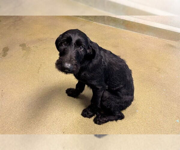 Medium Photo #1 German Wirehaired Pointer-Unknown Mix Puppy For Sale in Moreno Valley, CA, USA