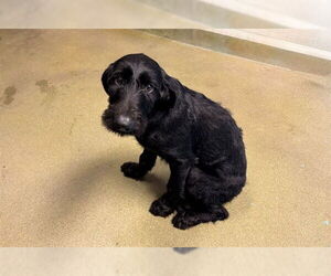 German Wirehaired Pointer-Unknown Mix Dogs for adoption in Moreno Valley, CA, USA