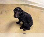 Small German Wirehaired Pointer Mix