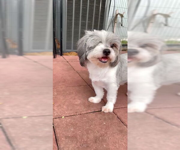 Medium Photo #4 Shih Tzu Puppy For Sale in Weston, FL, USA