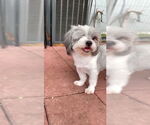 Small #3 Shih Tzu