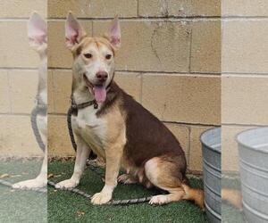 Siberian Husky-Unknown Mix Dogs for adoption in Rockwall, TX, USA