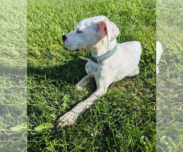 Medium Photo #17 Boxer-Unknown Mix Puppy For Sale in Germantown, OH, USA