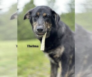 Shepradors Dogs for adoption in Sequim, WA, USA