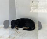 Small German Shepherd Dog Mix