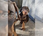 Litter of 2 - Male(s) and Female(s) Doberman PinscherLitter of Puppies for Sale - Small photo