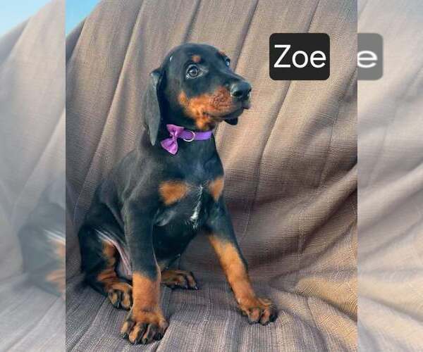 Medium Photo #5 Doberman Pinscher Puppy For Sale in POMEROY, OH, USA