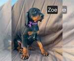 Small #4 Doberman Pinscher
