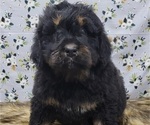 Small Photo #10 Bernedoodle Puppy For Sale in BLAKESBURG, IA, USA