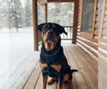 Small Rottweiler Mix