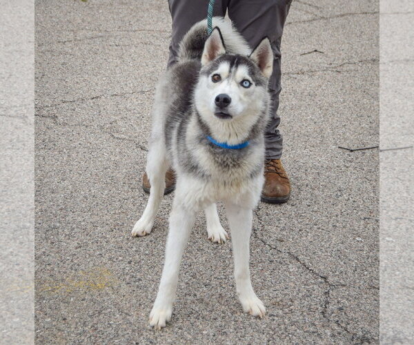 Medium Photo #2 Siberian Husky Puppy For Sale in Huntley, IL, USA