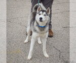 Small #1 Siberian Husky