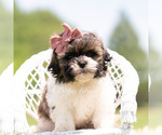 Small Photo #37 Shih Tzu Puppy For Sale in WARSAW, IN, USA