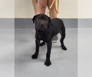 Chinese Shar-Pei-Unknown Mix Dogs for adoption in Louisville, KY, USA