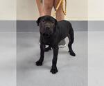 Small Chinese Shar-Pei Mix