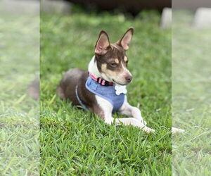 Jack Chi Dogs for adoption in Holly Springs, NC, USA
